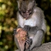 monkey_macaque_balinese_mf_ubud_v_1171_bal4889.jpg